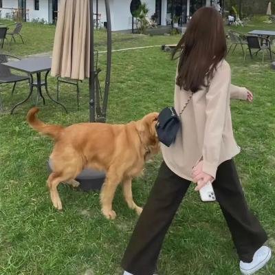 与鲨同泳